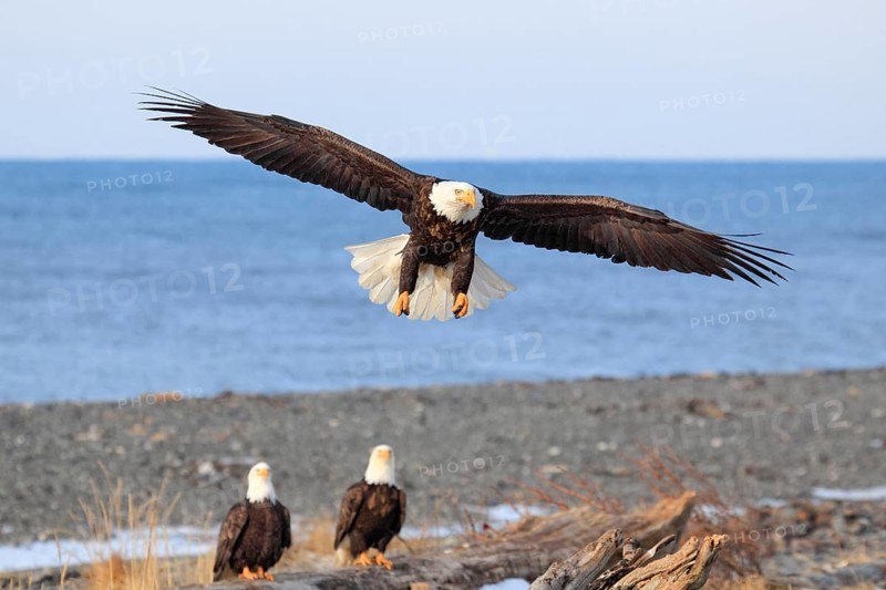 Bald Eagle (Haliaeetus leucocephalus), Bald Eagle, Homer, Kenai Peninsula, Alaska, USA