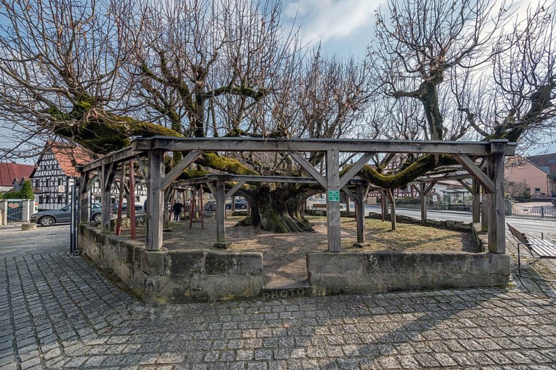 Listed old dancing lime tree, Effeltrich Upper Franconia, Bavaria, Germany