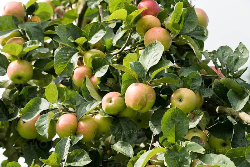 Juwel aus Kirchwerder, apple, old variety, Germany