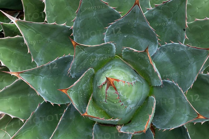 Agave (Agave), Inverewe Gardens, Osgood Mackenzie, Poolewe, Loch Ewe, Highlands, Highlands, Scotland, Great Britain