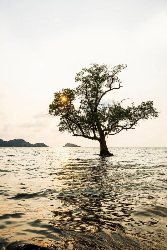 Tree in the sea, The Lonely Tree in the Sea, sunset, Klong Son Beach, Ko Chang, Koh Chang, Mu Ko Chang National Park, Trat, Thailand