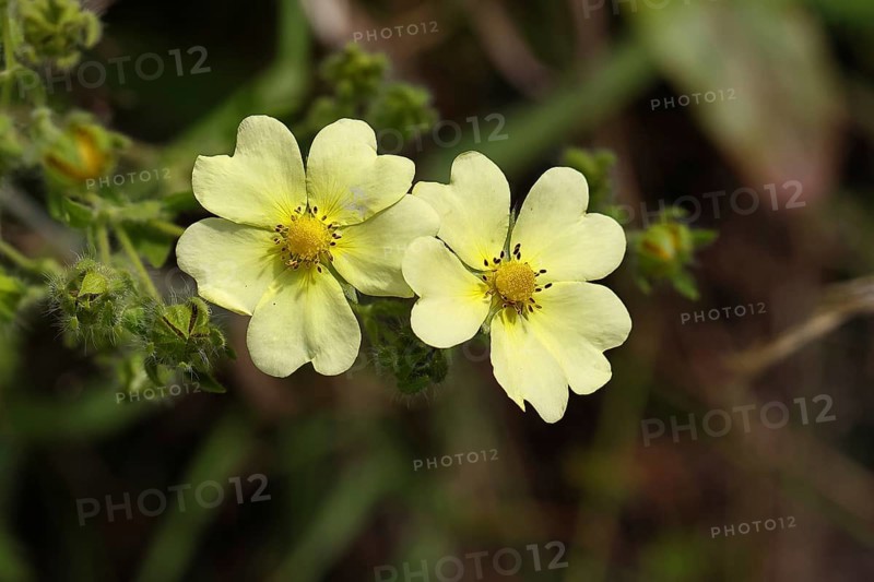 Sulphur cinquefoil (Potentilla recta) with heart-shaped petals, roadside flower, Wilnsdorf, North Rhine-Westphalia, Germany