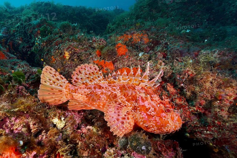 Red scorpionfish (Scorpaena scrofa) in a lively coral reef, rich in contrast, dive site Cap de Creus Marine Reserve, Rosas, Costa Brava, Spain, Mediterranean Sea