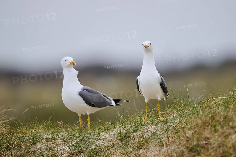 Yellow-legged gull (Larus michahellis) standing in the grass, Düne, Helgoland, Schleswig-Holstein, Germany