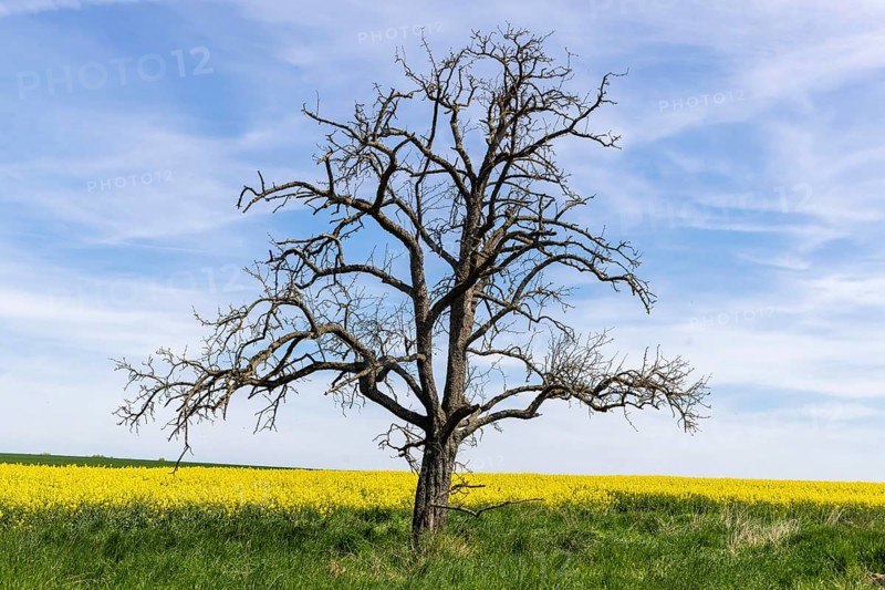 Tree in flowering rape field near Grötzingen, Aichtal, Baden-Württemberg, Germany