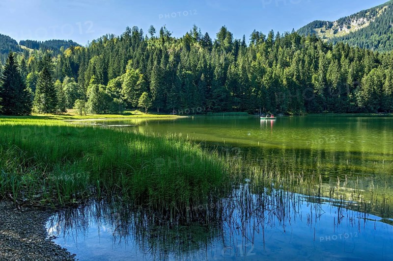 Spitzingsee, mountain lake with pond horsetail, water horsetail (Equisetum fluviatile), excursion, couple in rowing boat, municipality Schliersee, behind mountain Brecherspitz foresummit, Mangfall mountains, Bavarian Prealps, Upper Bavaria, Bavaria, Germany