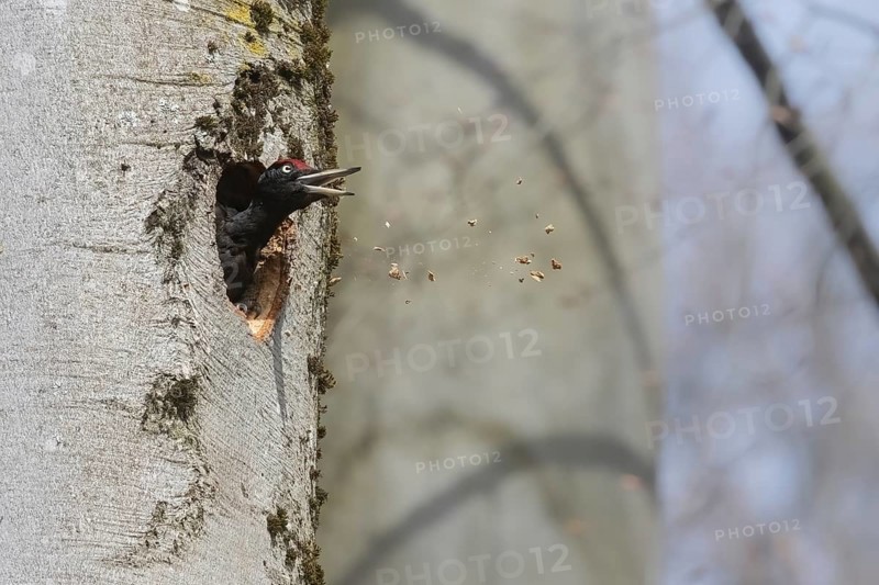 Black woodpecker (Dryocopus martius) throws wood shavings from its breeding den, Austria, Upper Austria