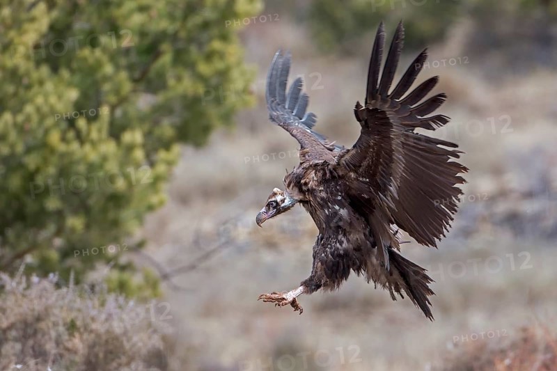 Cinereous Vulture (Aegypius monachus) flying, Catalonia, Spain