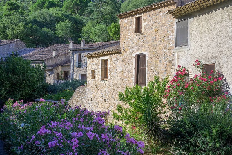 Blooming oleander and stone houses, Saint-Guilhem-le-Désert, Département Hérault, France