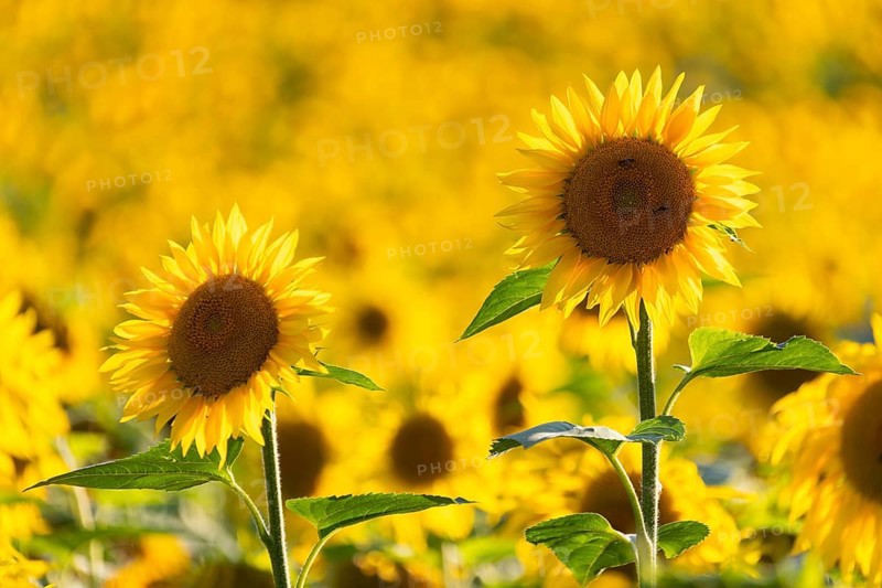 Sunflower (Helianthus annuus), field, agricultural plant, Ringgenbach, Meßkirch, Sigmaringen district, Upper Danube nature park Park, Baden-Württemberg, Germany