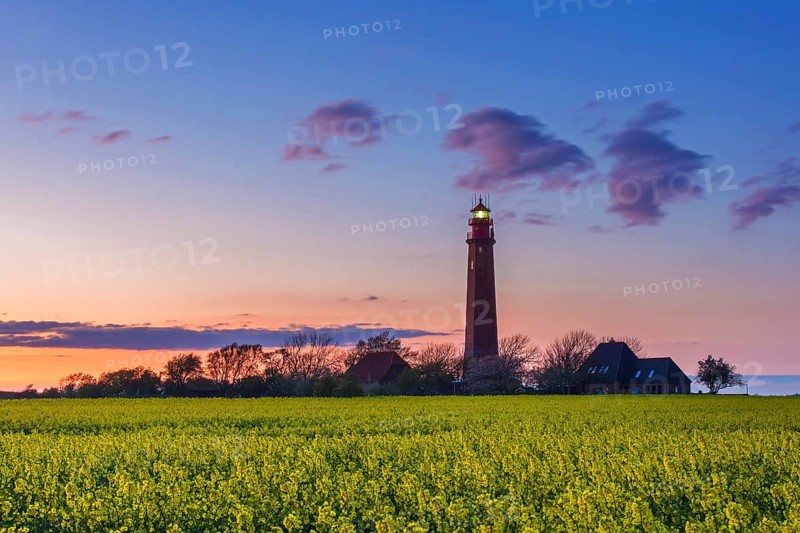 Flügge, Fluegge lighthouse in flowering rape field at sunset on Fehmarn island in the Baltic Sea in spring, Ostholstein, Schleswig-Holstein, Germany