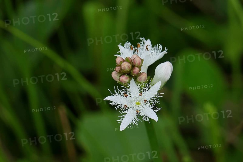 Menyanthes trifoliata or bitter clover, medicinal plant, close-up of a flower in a meadow, Wilnsdorf, North Rhine-Westphalia, Germany