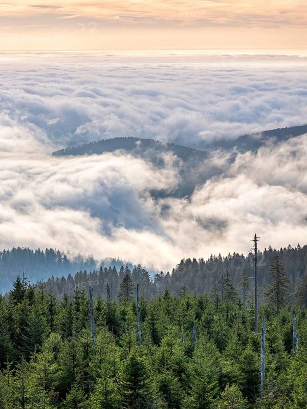 View from the summit of the Dreisesselberg (1333m) over forest and sea of fog, inversion weather, fog in the lowlands, Lower Bavaria, Bavarian Forest, Bavaria, Germany