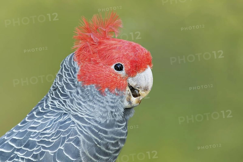 Gang-gang Cockatoo (Callocephalon fimbriatum) male, Victoria, Australia