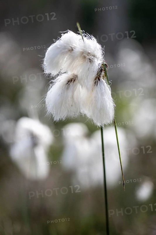 Common cottongrass (Eriophorum angustifolium), Emsland, Lower Saxony, Germany