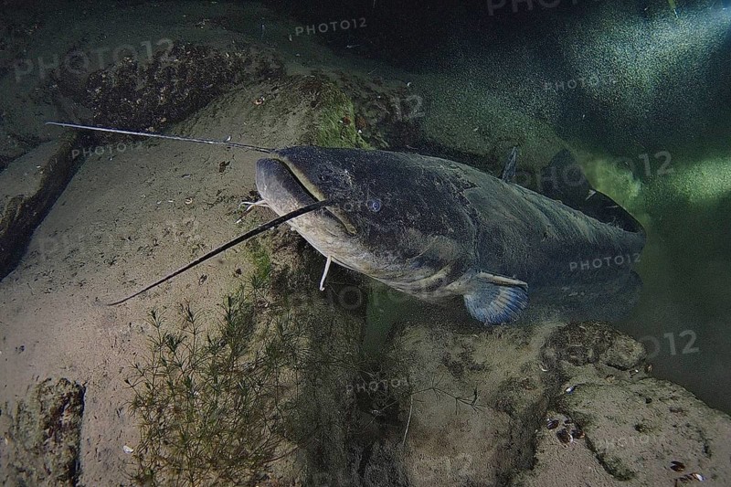 Wels catfish (Silurus glanis)
