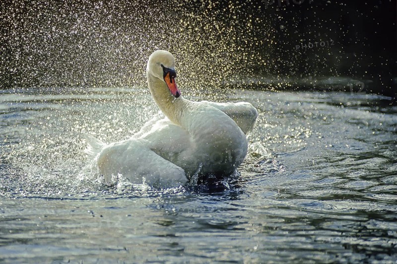Mute swan. Cygnus olor. A swan cleans its plumage on the river. Forest of La Wantzenau. Region of Alsace. France
