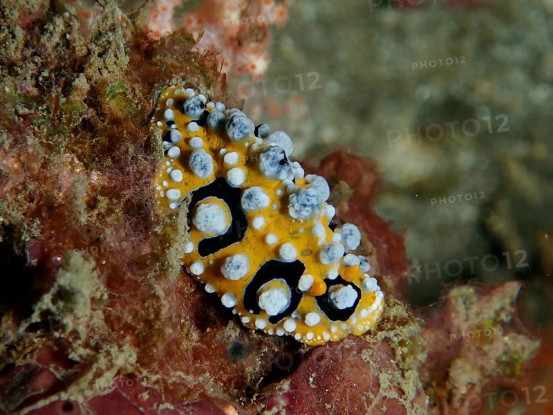 Structured eyespot wart slug (Phyllidia ocellata) in yellow and black on a sea sponge, dive site Prapat, Penyapangan, Bali, Indonesia