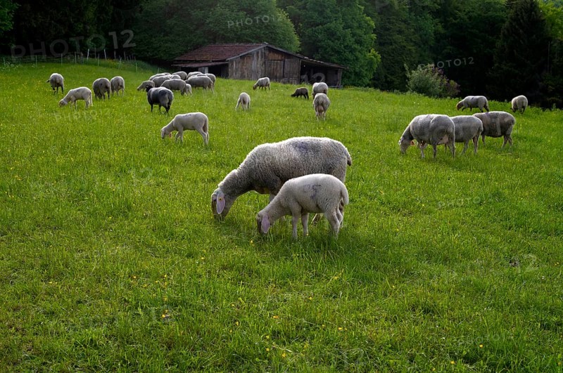 Sheep, flock of sheep, pasture, refuge, Römerstein, Swabian Alb biosphere reserve, Baden-Württemberg, Germany