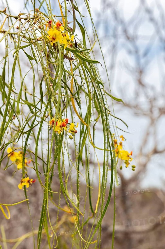 Jerusalemsdorn (Parkinsonia aculeata), San Cristobal, Galapagos, Ecuador
