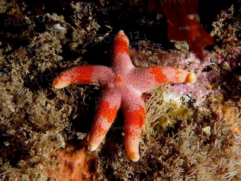 An orange-pink coloured starfish (Henricia) lies on the seabed among algae. Dive site Maharees Islands, Castlegregory, Co. Kerry, Irish Sea, North Atlantic, Ireland