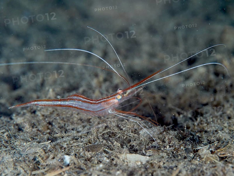 A reddish-brown shrimp with long antennae, unicorn shrimp (Plesionika narval), on a dark seabed surrounded by sediment in the Mediterranean near Hyères. Dive site Les Grottes, Giens peninsula, Provence Alpes Côte d'Azur, France