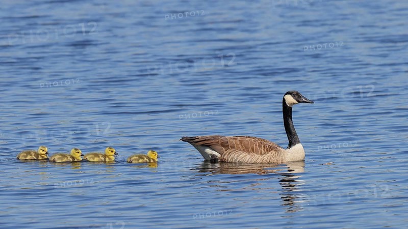 Canada goose (Branta canadensis) swimming with chicks in the water, Wildlife, Birds, Geese, Chicks, Waghäusel, Baden-Württemberg, Germany