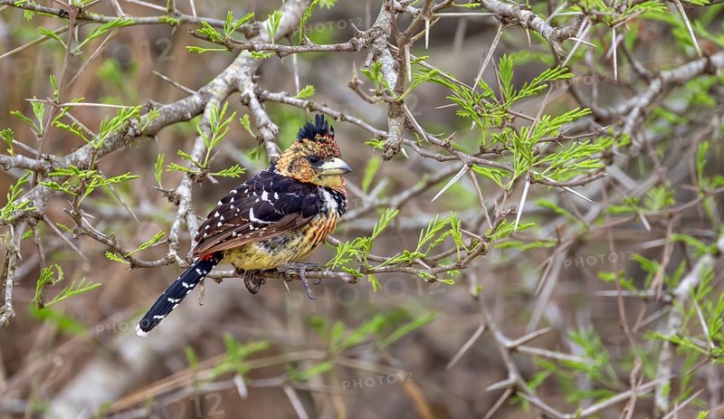 Crested Barbet (Trachyphonus vaillantii) or Black-backed Barbet, sitting on a branch of an acacia tree, Kruger National Park, South Africa
