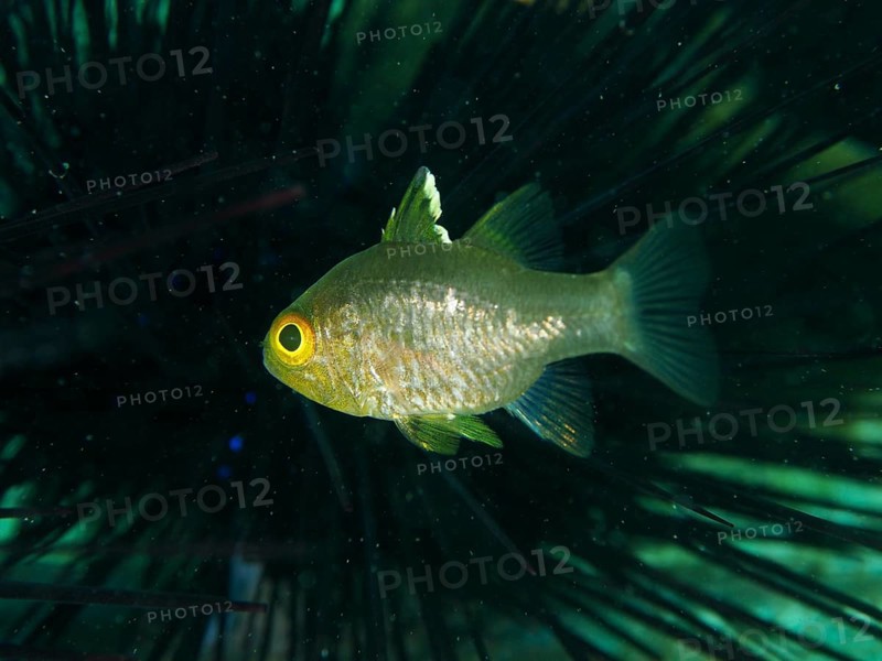 Greenish-yellowish fish, flagfin cardinalfish (Ostorhinchus hoevenii), swimming in a spiny underwater environment, dive site Secret Bay, Gilimanuk, Bali, Indonesia