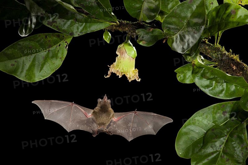 Multiple off-camera flashes and an infrared beam that would trip my camera at the sign of movement allowed me to capture this picture of a Pallas' Long-tongued Bat visiting a Calabash tree flower in a rainforest in northern Costa Rica