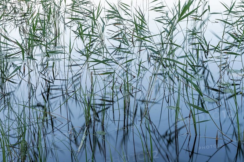 Reeds, lake, near Hartola, Finland