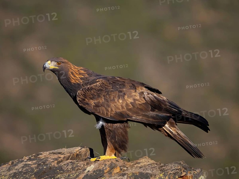 Golden eagle, (Aquila chrysaetos), bird of prey, hawk family, perch, biotope, habitat, foraging, birdwatching Villuercas, Canamero, Extremadura Caceres, Spain