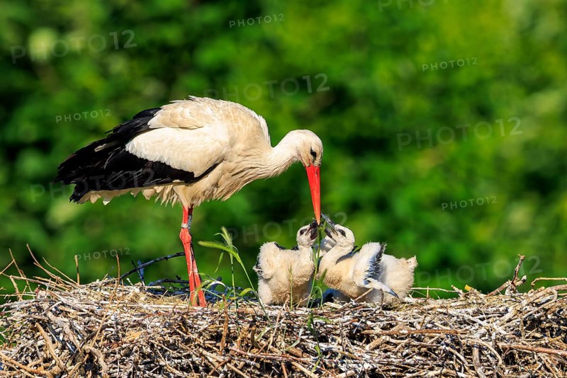 Adult stork showing care for its chicks in the nest, White stork (Ciconia ciconia), wildlife, Germany