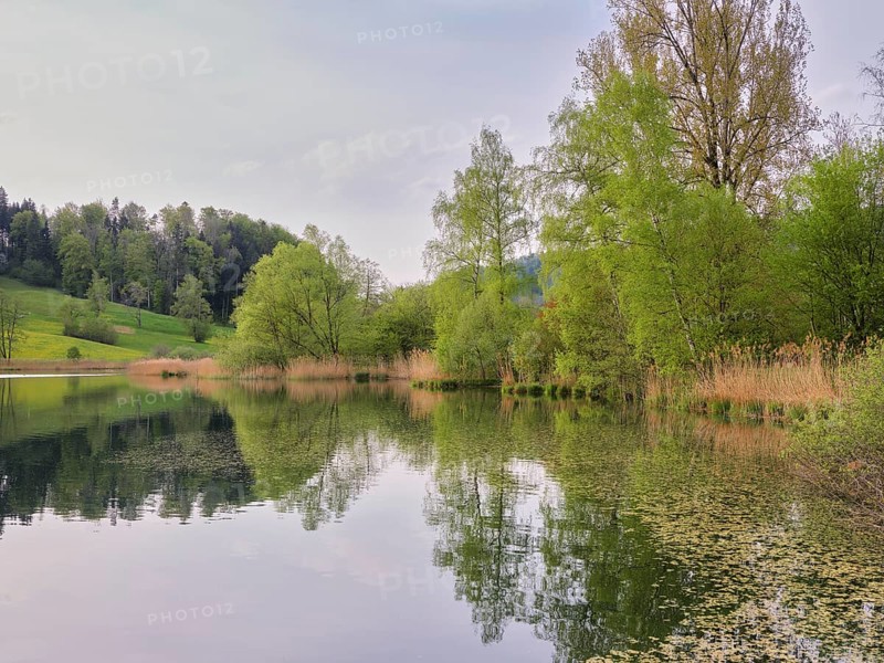 Birches and willows shedding their leaves, Türlersee, Hausen am Albis, Canton Zurich, Salix helvetica