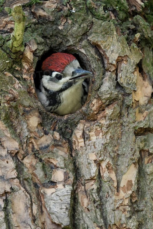 Great Spotted Woodpecker (Dendrocopos major) juvenile peering out from nest hole in tree, North Rhine-Westphalia, Germany