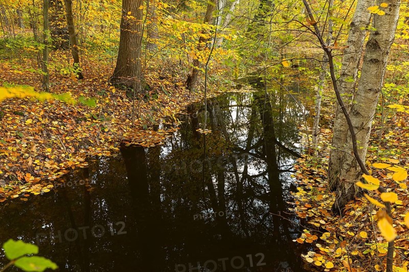 Water ditch in the forest with autumnal foliage colouring of the trees and reflection, Spreer Heide, Hähnichen near Rothenburg, Upper Lusatia, Saxony, Germany