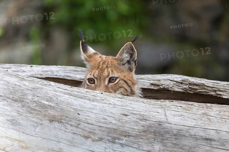 One Eurasian lynx, (Lynx lynx), hiding in a splittet log, only the head can be seen