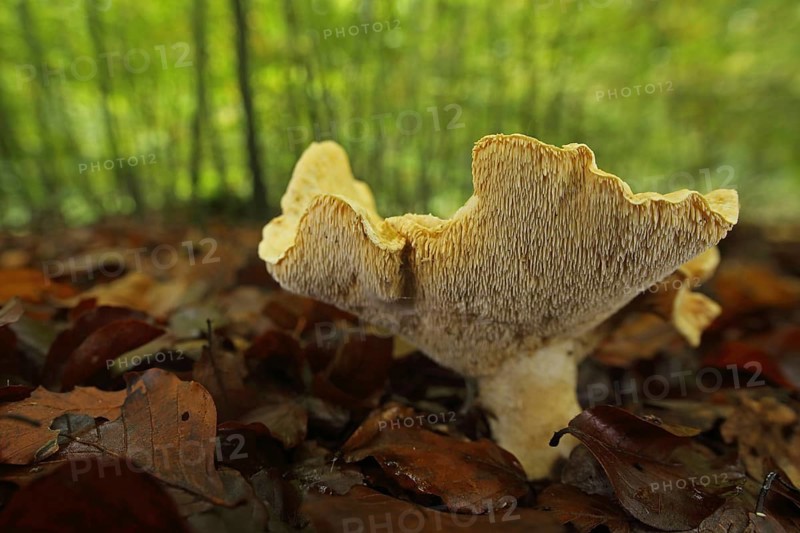 Hedgehog mushroom (Hydnum repandum), view from below, forest, surroundings, Bremthal, Eppstein, Taunus, Hesse, Germany