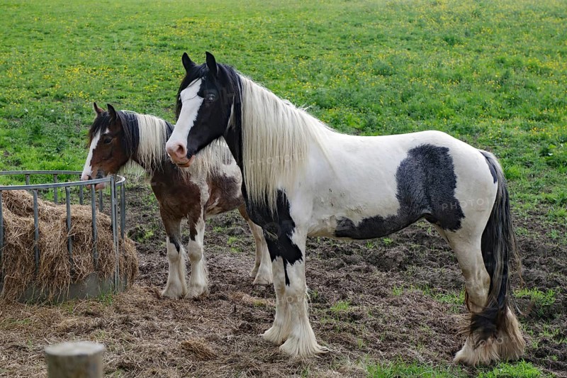Shaggy horses in a pasture, Irish Tinker, Scotland, Great Britain