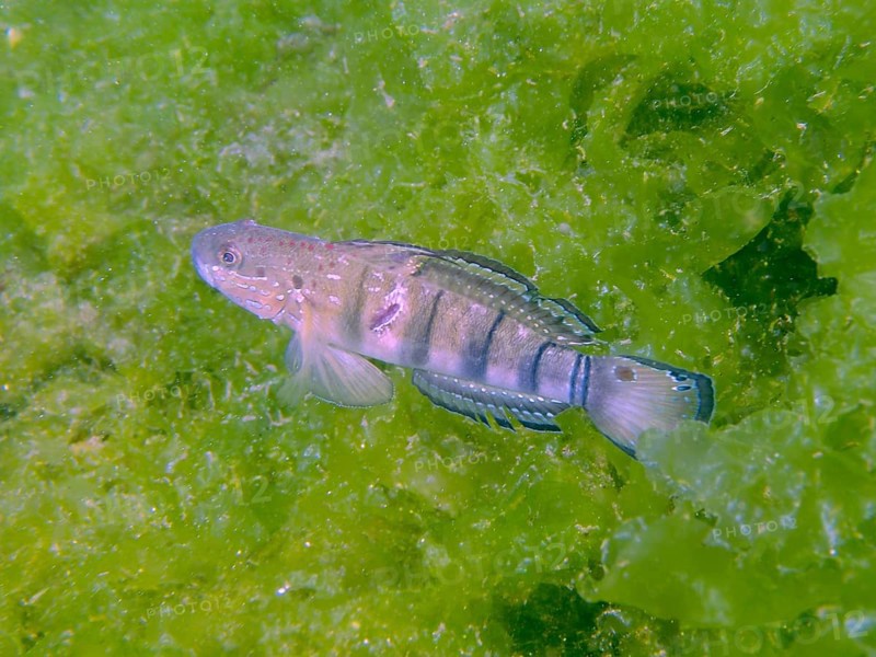 A striped fish, dredge goby (Amblygobius phalaena), swimming in dense green algae, dive site Secret Bay, Gilimanuk, Bali, Indonesia