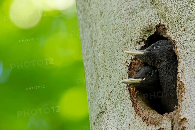 Black woodpecker, (Dryocopus martius), mTuiere, birds, woodpeckers, family of the true woodpeckers, at breeding cavity, two young birds waiting for food and looking out of the breeding cavity, forest park, Mannheim, Baden-Württemberg, Germany