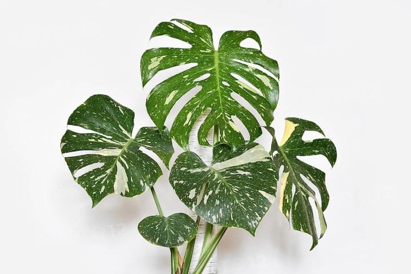 Tropical Monstera Thai Constellation houseplant in front of white wall