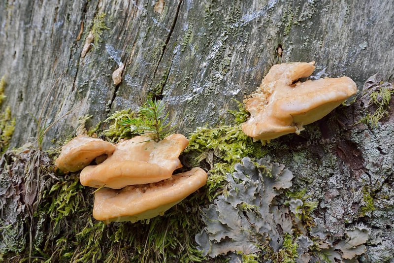 Northern sponge porling (Climacocystis borealis) or northern sponge porling, Austria