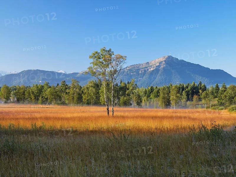 Eigenried raised bog, Zugerberg, behind the Rigi, Canton Zug, Switzerland