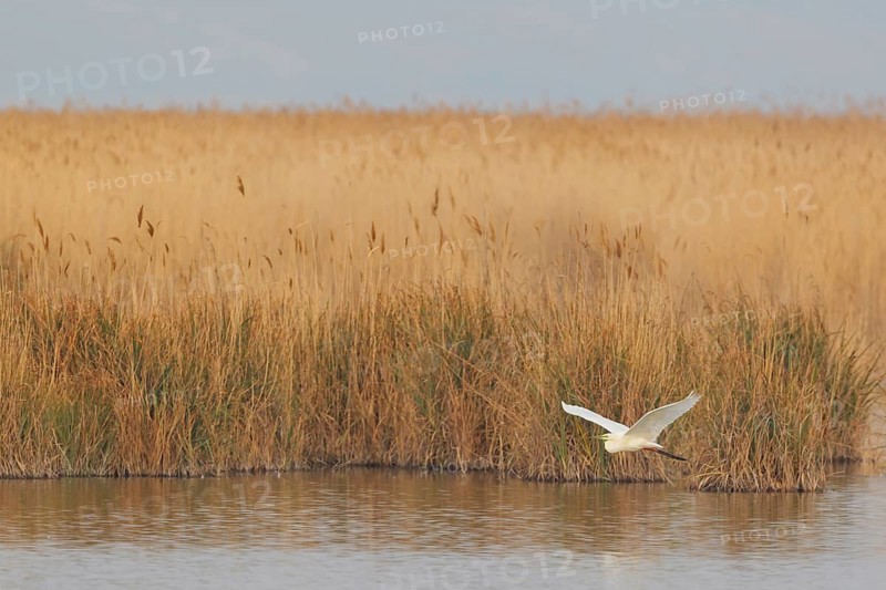 Great Egret (Ardea alba) flying, Lake Neusiedl, Austria
