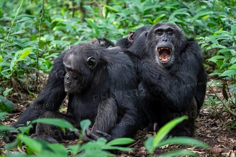 Two chimpanzees (Pan Troglodytes), adult male spawning, grooming in the jungle, Kibale National Park, Uganda