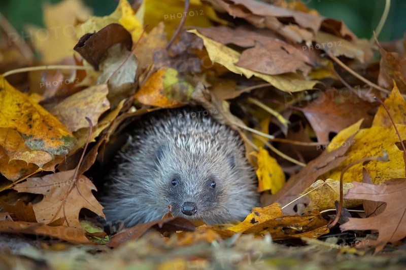 European hedgehog (Erinaceus europaeus) adult animal emerging from a pile of autumnal leaves in the autumn, England, United Kingdom