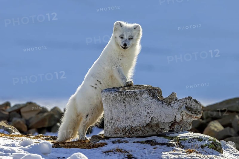Arctic fox, white fox, polar fox (Vulpes lagopus) in thick winter coat leaning on whale vertebra on snow covered tundra, Svalbard, Spitsbergen