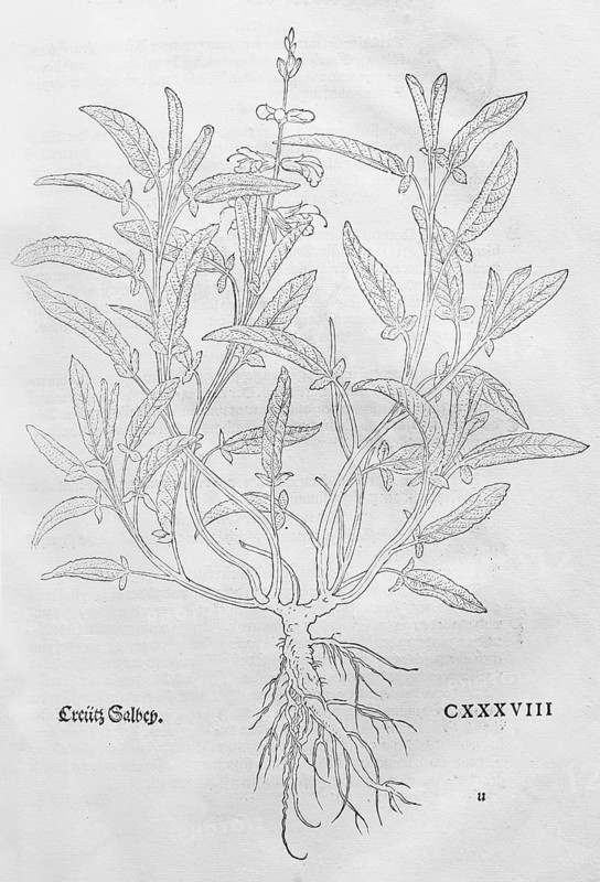 Cross sage, Salvia fruticosa (Salvia frutiocosa), woodcut by Leonhart Fuchs, from New Kreüterbuch, neues Kräuterbuch, Michael Isingrin, Basel, Switzerland, 1543