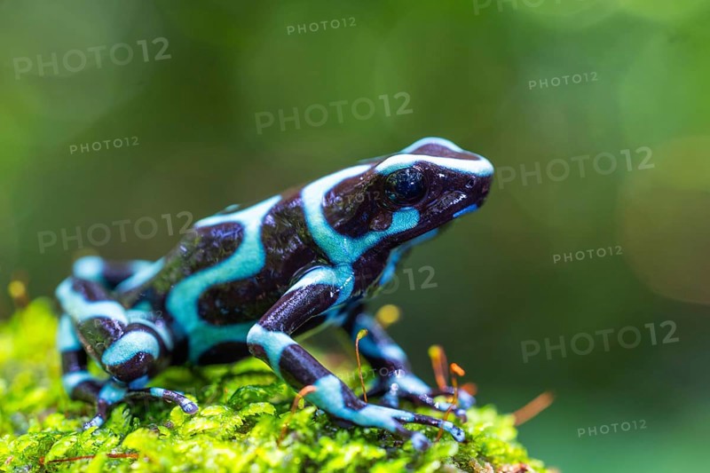 Golden tree climber (Dendrobates auratus), frogs (Rana), Alajuela, Costa Rica